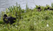 Tour Wandern Eijsden-Margraten - 20240523 - Balade ornithologique Oost Maarland - 2.2 Km - Photo 7