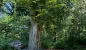 Tocht Stappen Ottignies-Louvain-la-Neuve - Bois de Lauzelle - Photo 5