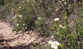 Tour Wandern Saint-Raphaël - Le drapeau - Photo 14