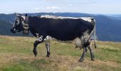 Trail Walking La Bresse - Le Hohneck et ses lacs d'altitude - Photo 12