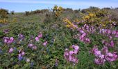 Tour Wandern Carantec - 2024-04-27 tour ile Callot  - Photo 7