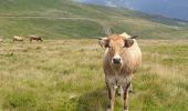 Trail Walking Albepierre-Bredons - Le Plomb du Cantal - Photo 12