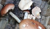 Tocht Stappen Chênex - Chenex champignons - Photo 3