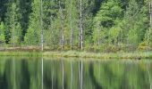 Trail Walking Bad Peterstal-Griesbach - Buhlbachsee & Lotharpfad - Photo 12