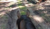 Trail Horseback riding Bouquetot - hauville brotonne - Photo 1