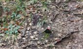 Trail Walking Flayosc - reconnaissance berne circuit jaune  - Photo 10