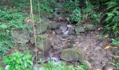 Tour Wandern Le Morne-Rouge - Le Morne-Rouge  -  Le  Carbet par Col Yang Ting - Photo 19