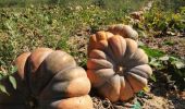 Randonnée Marche Forcalquier - CR_Domitia_BI_07_Forcalquier_Lurs_20160909 - Photo 2