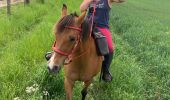 Trail Horseback riding Hériménil - Herimenil baignade Tivio Kenzo tiboy  - Photo 17