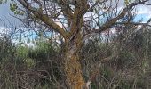 Tour Wandern Argelès-sur-Mer - réserve du mas Larrieu de part et d autre du Tech - Photo 8