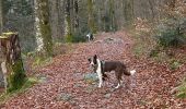 Trail Walking Le Tholy - Les 2 cascades du Tendon (grand tour) - Photo 17