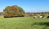 Tour Wandern Durbuy - At the end vertel difficult - Photo 1