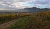 Tour Wandern Epfig - entre forêt vigne et prairie  - Photo 5