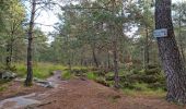 Tocht Stappen Fontainebleau - Sentier Denecourt 7 - Photo 5