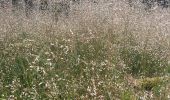 Trail Walking Houffalize - Les deux Ourthes au départ de Filly - Photo 8