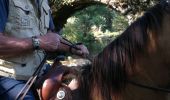 Trail Horseback riding Plainfaing - Acpl 2ème jour plainfaing  - Photo 1