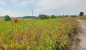 Tour Wandern Ittre - 2020-05-16 CH Fauquez - Virginal - Quenast - Raymonde - Rebecq Retour 21 km - Photo 17