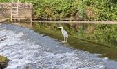 Trail Walking Bourscheid - Escapardenne Lee Trail: Moulin de Bourscheid - Hoscheid - Photo 1