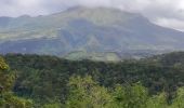 Trail Walking Fonds-Saint-Denis - Fonds st Denis  - Photo 6