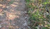 Trail Walking Collonges-la-Rouge - colonge - Photo 7