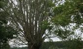 Tour Wandern Belœil - Les amis de la nature d’Ath - Photo 5