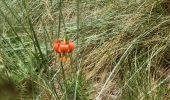 Tour Wandern Andon - Les  Lys Pomponne de la montagne de Thiey - Photo 11