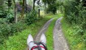 Trail Horseback riding Bastogne - Livarchamps 28 août 2021 - Photo 5