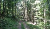 Trail Walking Sentheim - Sentheim Schirm - Photo 12