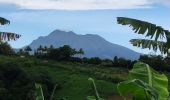 Trail Walking Le Lorrain - Mornes Capot / Lorrain Martinique - Photo 13