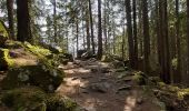 Tour Wandern Chamonix-Mont-Blanc - Les Tines,le chapeau retour par les gorges de l'Aveyron  - Photo 4