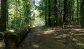 Trail On foot Unknown - Wanderweg Königstuhl 7 - Photo 4