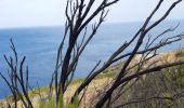 Trail Walking Port-Vendres - port vendre . cap bear / retour  - Photo 19