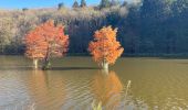 Tour Wandern Ciney - Domaine de Chevetogne / 2020-11-06 - Photo 17