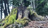 Tocht Stappen Jalhay - moulin Thorez . pont du centenaire / aller via la hoêgne  / retour via ravel Sart station  - Photo 13