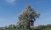 Tour Zu Fuß Allhaming - Rundwanderweg Lindach - Photo 7