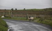 Tocht Te voet Westport-Belmullet Municipal District - Slí Tóin a' tSeanbhaile / Valley Loop Walk - Photo 8