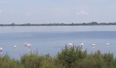 Tocht Wegfiets Saintes-Maries-de-la-Mer - Sainte Marie Grau du Roi  - Photo 9