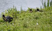 Tour Wandern Eijsden-Margraten - 20240523 - Balade ornithologique Oost Maarland - 2.2 Km - Photo 8