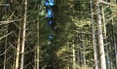 Trail Walking Nassogne - Marche ADEPS Nassogne - Photo 4