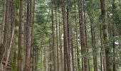 Tocht Stappen Allarmont - Balades féeriques des roches  - Photo 16