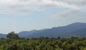 Tour Wandern Montesquieu-des-Albères - montesquieu-des-alberes entre canaux, rivières et tech  - Photo 2