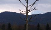 Tocht Stappen Saint-Nabord - saint bâbord moraine - Photo 1