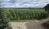 Trail Walking Hoeselt -  Sint-Huibrechts-Hern - Photo 11