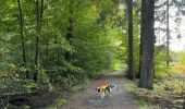 Trail Walking Libramont-Chevigny - Libramont Bois de Bernihé parcours BD - Photo 1