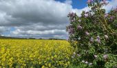 Trail Walking Zoutleeuw - S-GR Hageland : Terhagen - Diest - Photo 9