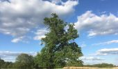 Tour Zu Fuß Rietschen - Wanderweg Rietschener Teichgebiet - Photo 10