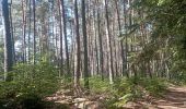Trail Walking Lemberg - lemberger rothenbergerweg - Photo 16