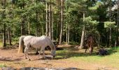 Trail Horseback riding Saint-Quirin - Camping st quirin belles roches abri Klein haut du bon Dieu halmoze lamperstein  - Photo 15