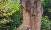 Trail Walking Urmatt - Lutzelhouse - sentier des géants - Photo 16