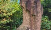 Tour Wandern Urmatt - Lutzelhouse - sentier des géants - Photo 16